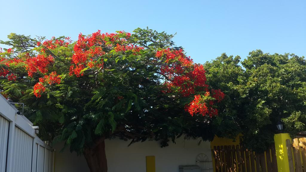 Solar Villa Oranjestad Exterior foto